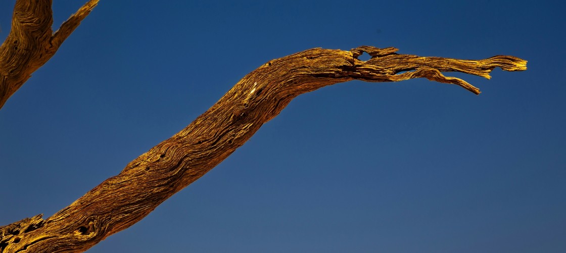 Une branche des arbres du Namib
