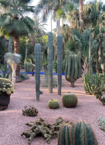 cactus Maroc