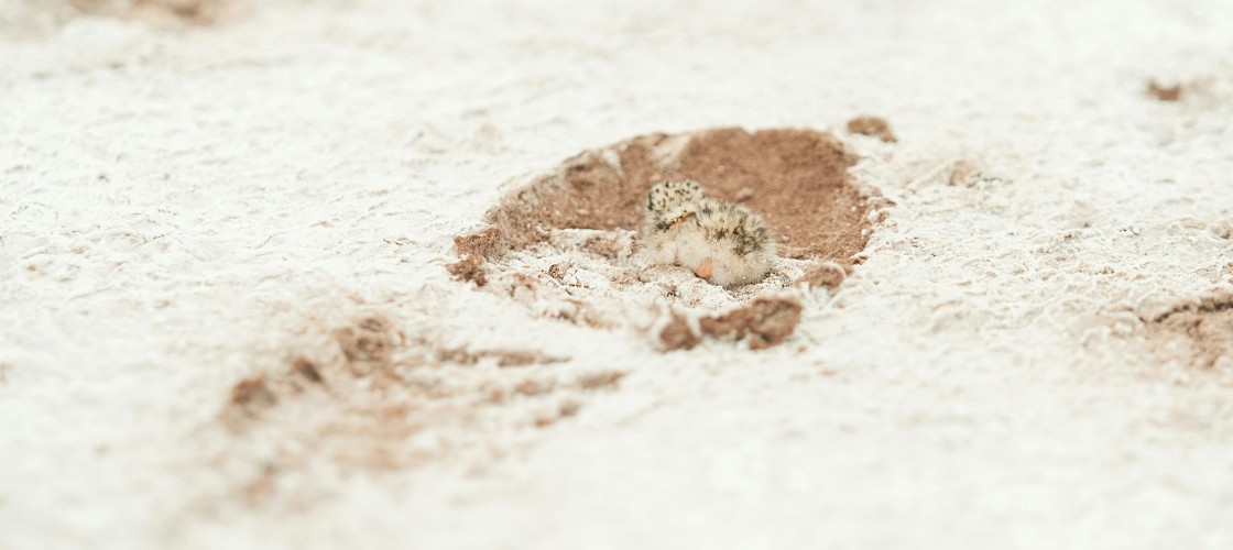 Une empreinte dans le sable