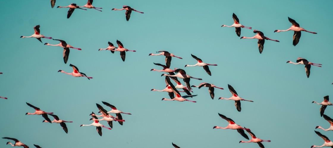 Un flamboyance en vol