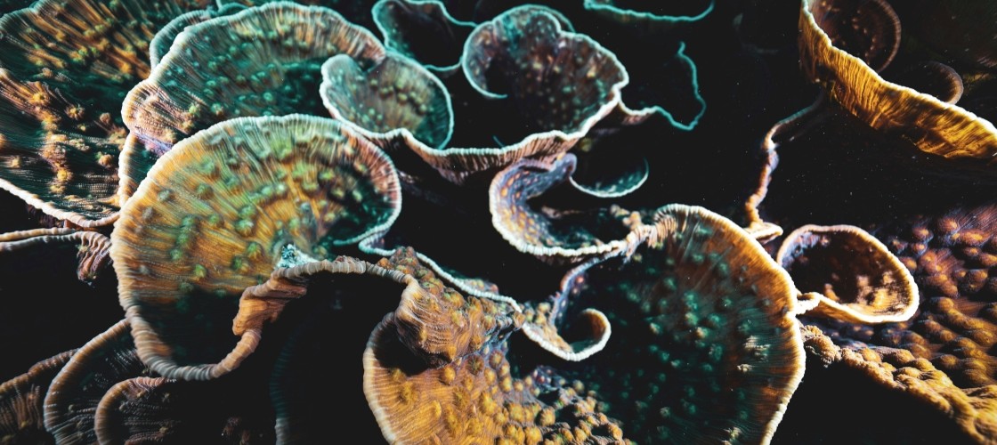 Les coraux de Koh Tao