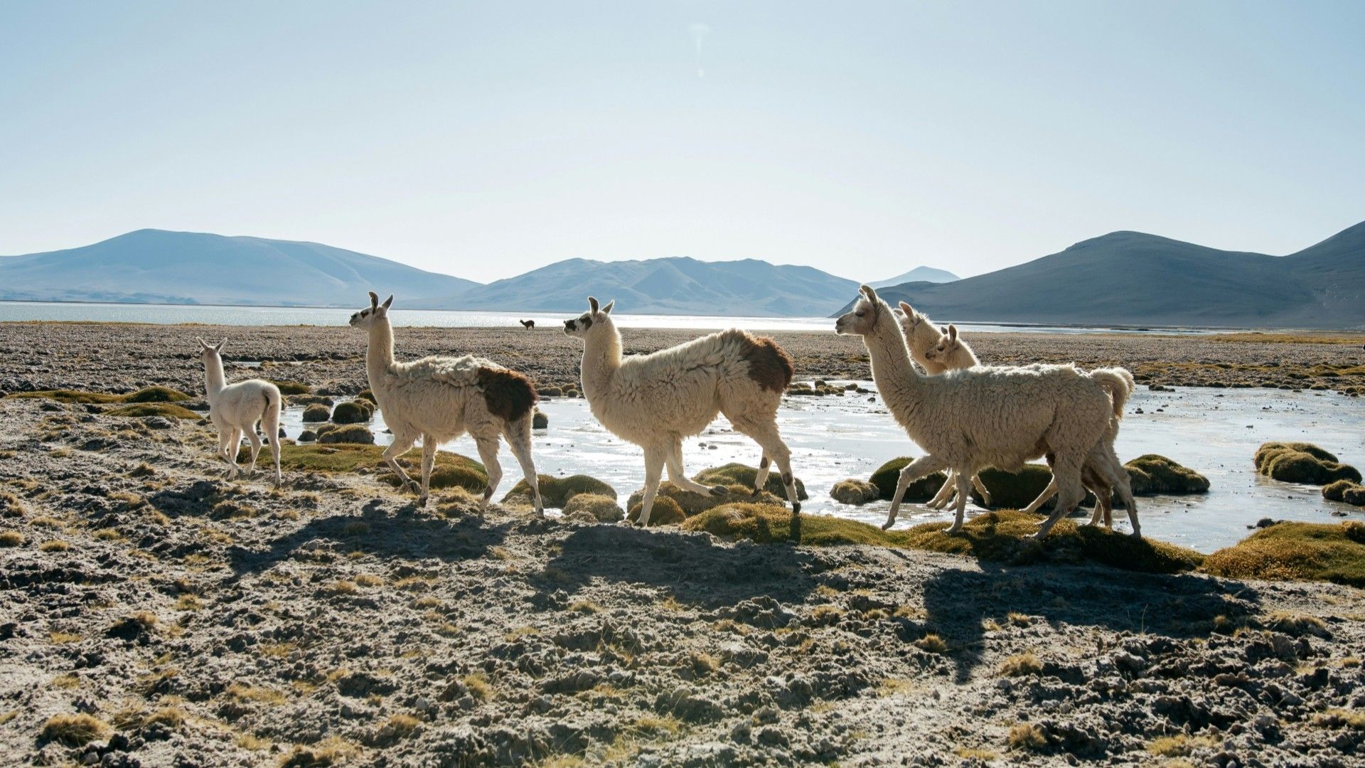Voyage En Patagonie