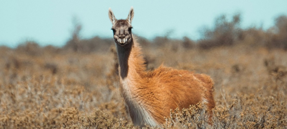 Encart argentine lama