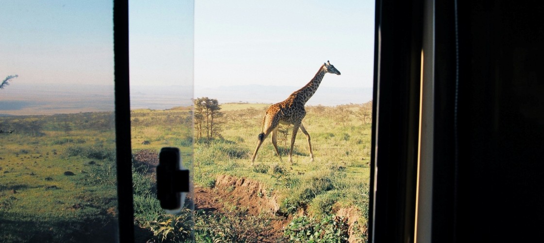 Une girafe dans le Serengeti