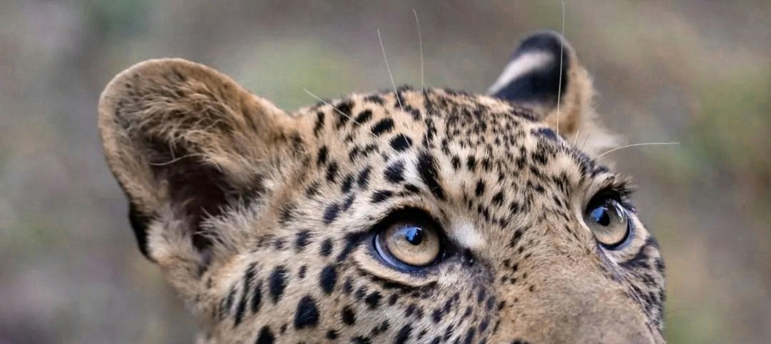 $tag_bloc_hermes[$cptHerm]->alt