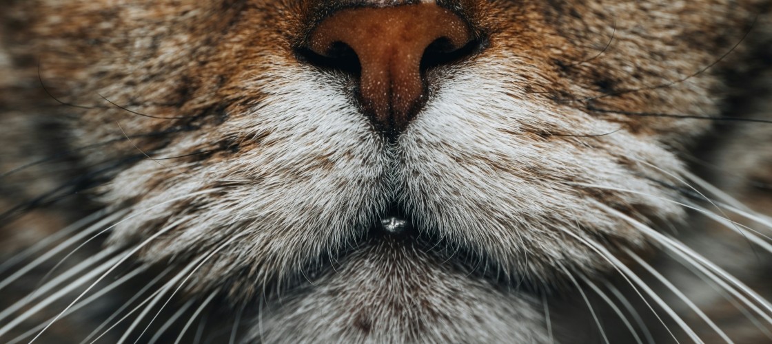 Le museau d'un lion