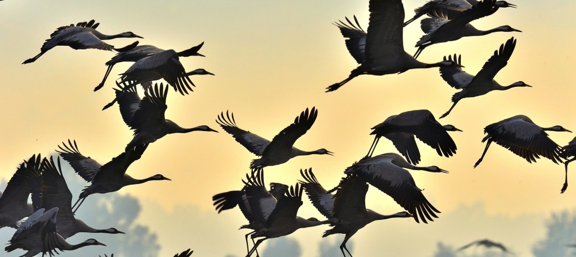 Un envol d'oiseaux migrateurs