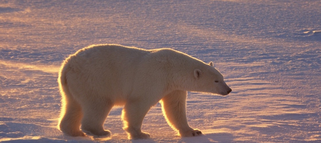 un ours polaire