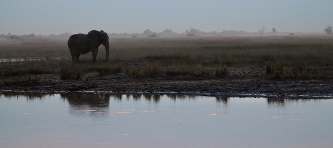 Un éléphant au bord d'un lac