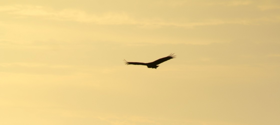 $tag_bloc_hermes[$cptHerm]->alt