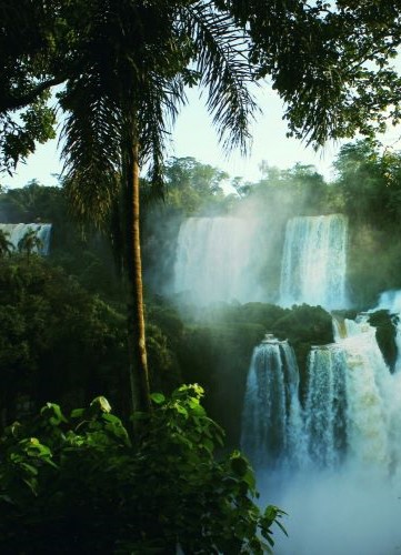 Jungle tropicale Iguazu Argentine