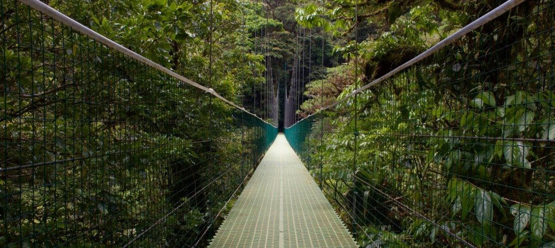 Les ponts suspendus de la jungle