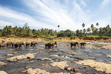 Safari au Sri Lanka