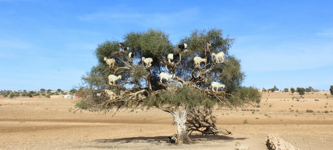 Encart Maroc Surréalisme