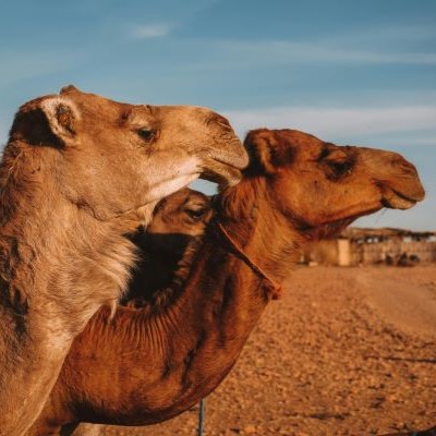 Sahara Désert