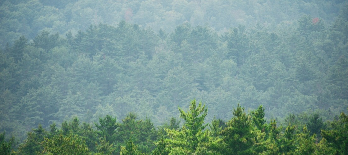 Une forêt toute en nuance
