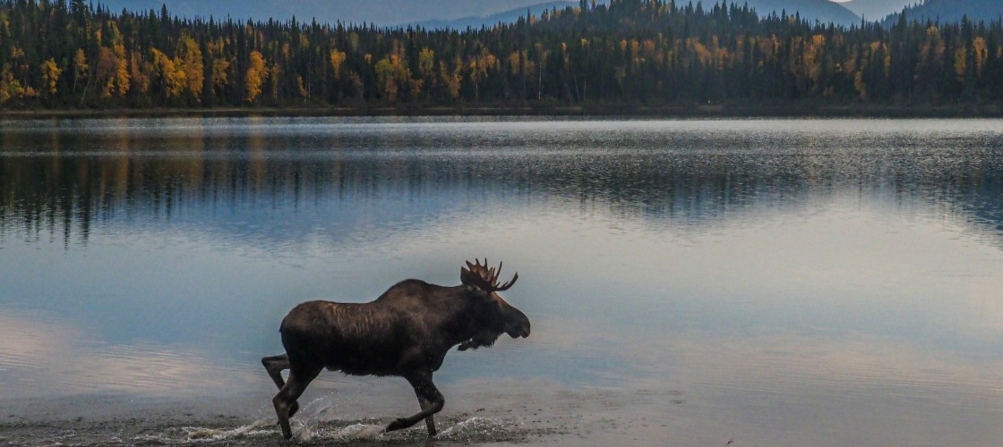 Un orignal traversant un lac
