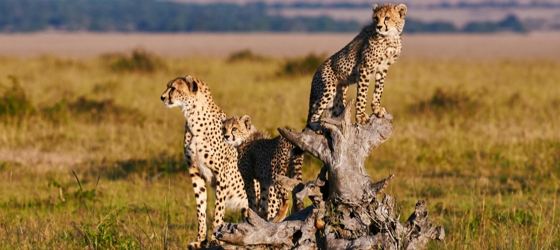 Une famille de guépards