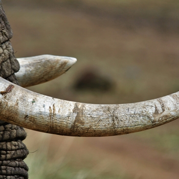 Tanzanie Sauvage et Confidentielle