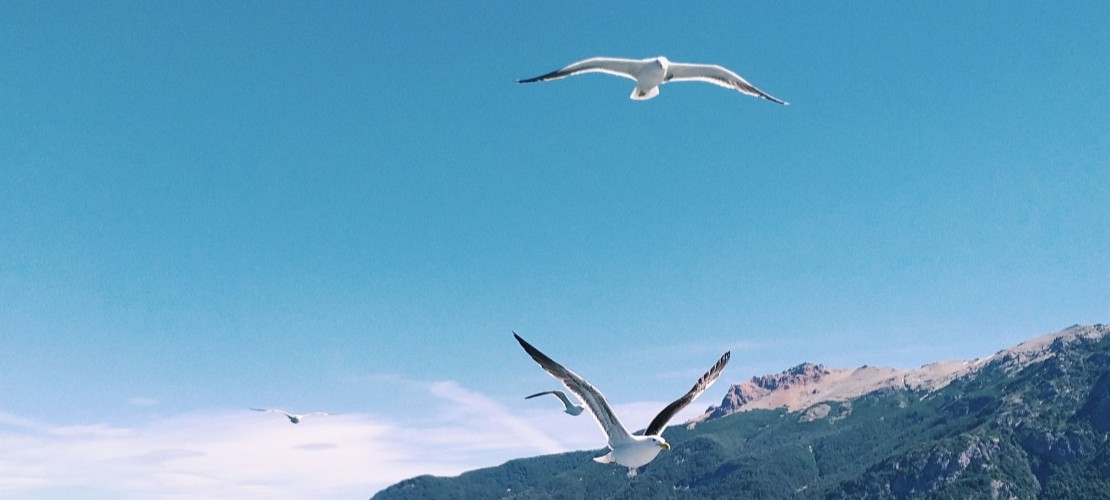 Encart Argentine Couple oiseaux