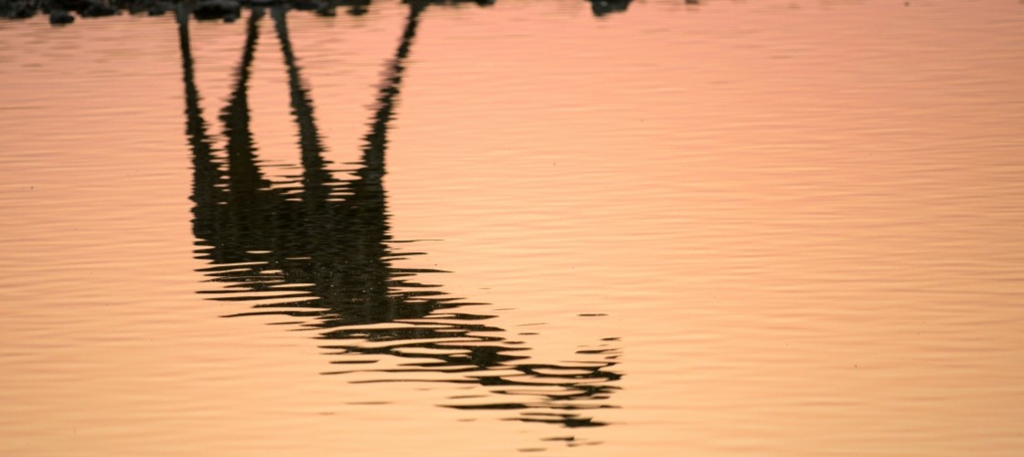 Le reflet d'une girafe au cœur du désert