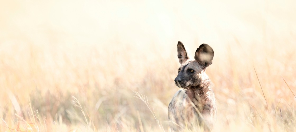 Un lycaon dans la savane