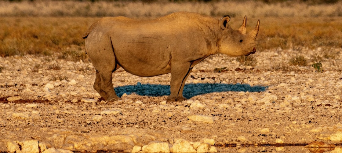 Un rhinocéros au cœur du désert