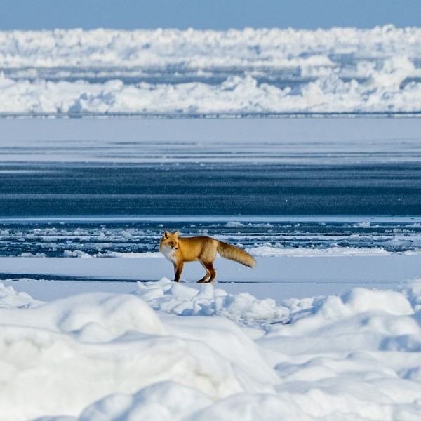 Circuit Japon en train : Murmures d'hiver à Hokkaido