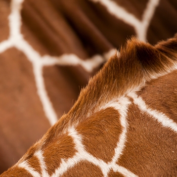 Échos de la Savane