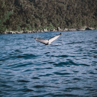 golfo dulce spot costa rica côte pacifique