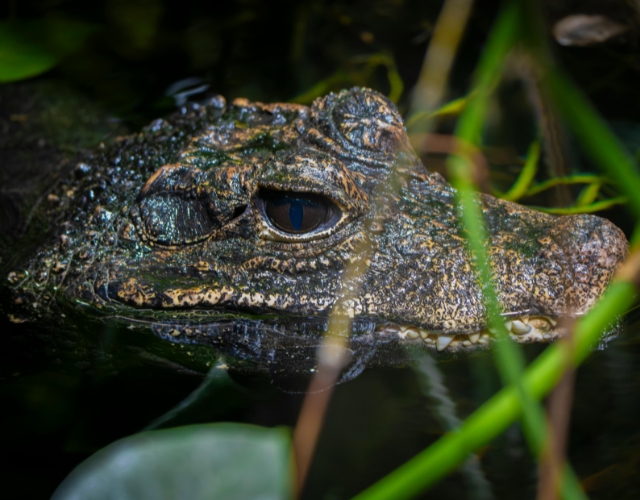 caïmans dans la forêt amazonienne brésilienne la nuit