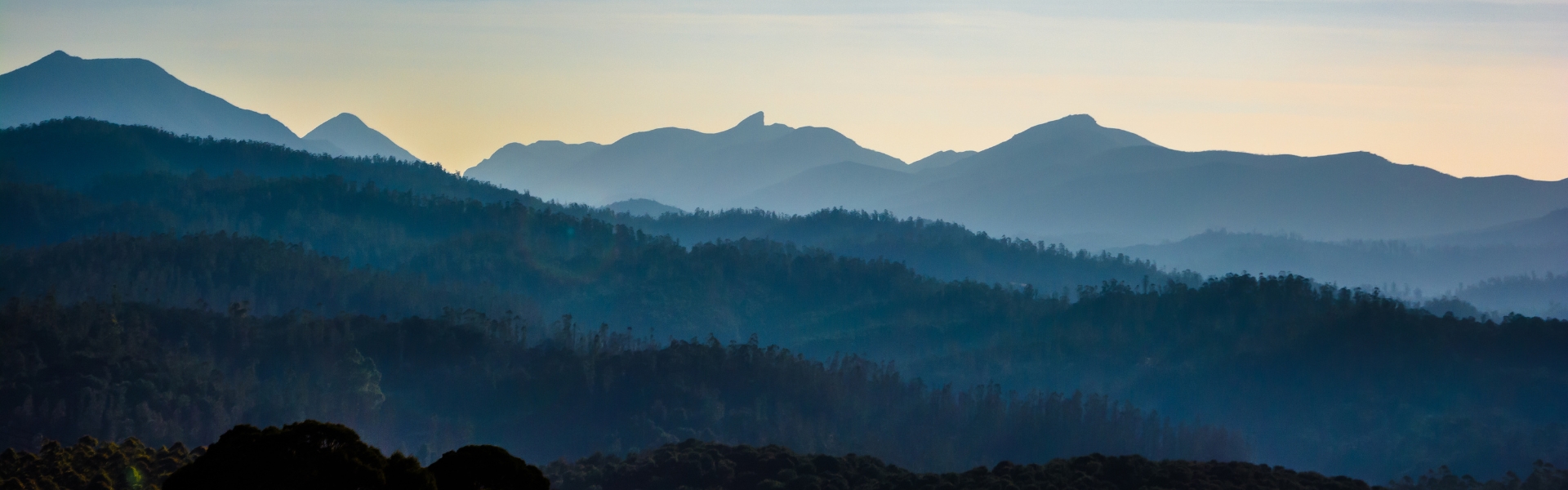 collines de nilgiri dans les ghâts occidentaux aux abords d'ooty au tamil nadu en inde