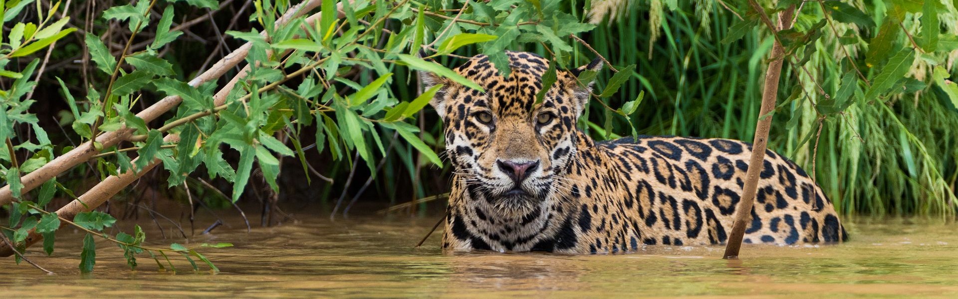 portrait d'un jaguar immergé dans l'eau dans la jungle amazonienne brésilienne