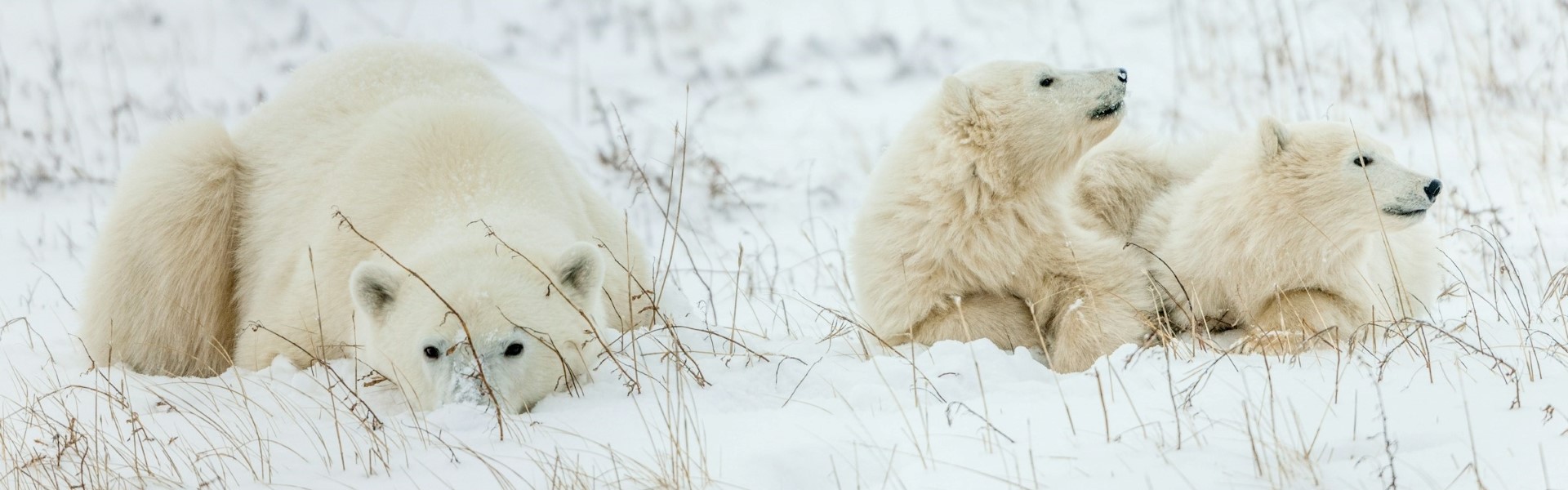 ours polaires à churchill au manitoba canada