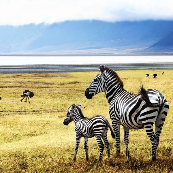circuit tanzanie safari echos de la savane