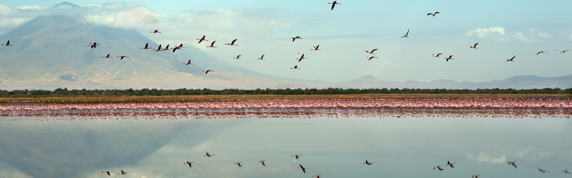 colonie de flamants rose au lac natron au nord de la tanzanie