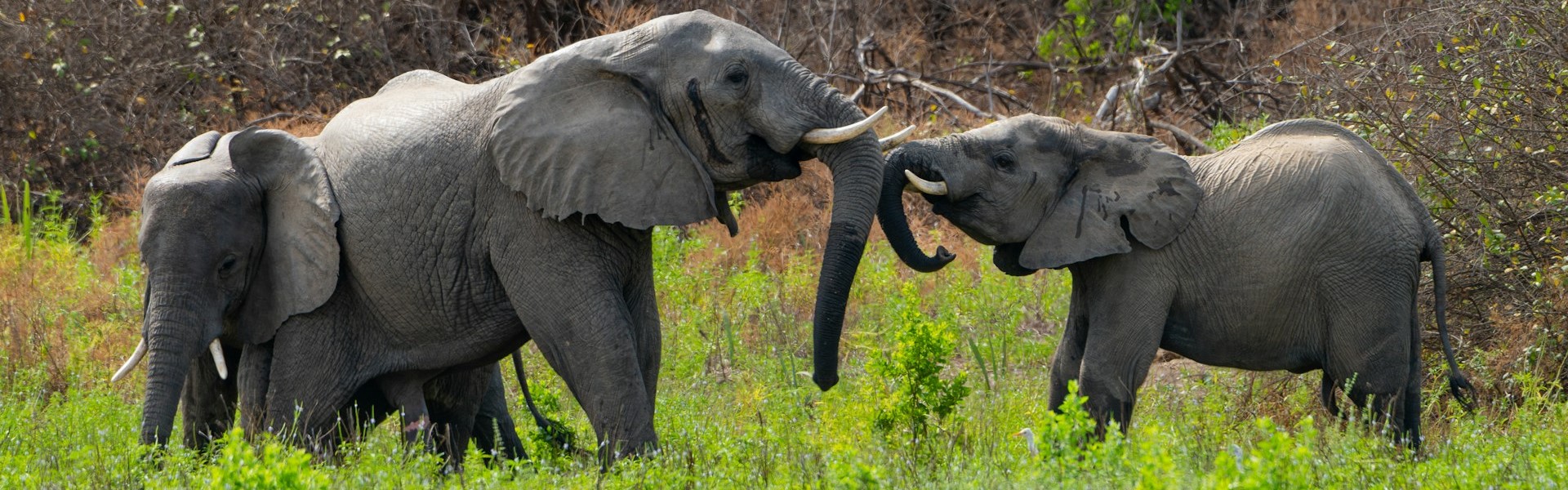 éléphants dans les prairies du parc national nyerere au sud de la tanzanie