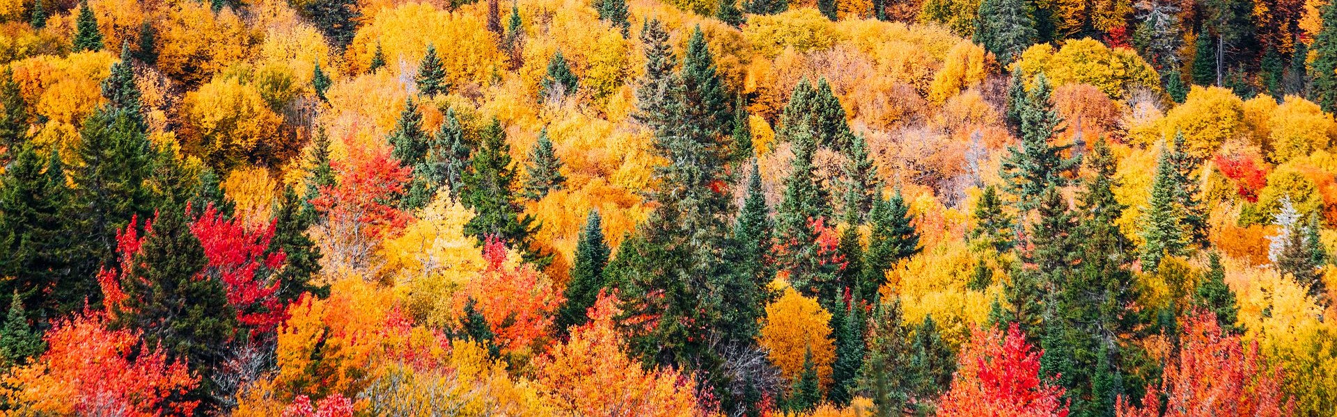 couleurs d'automne dans le parc de la mauricie québec