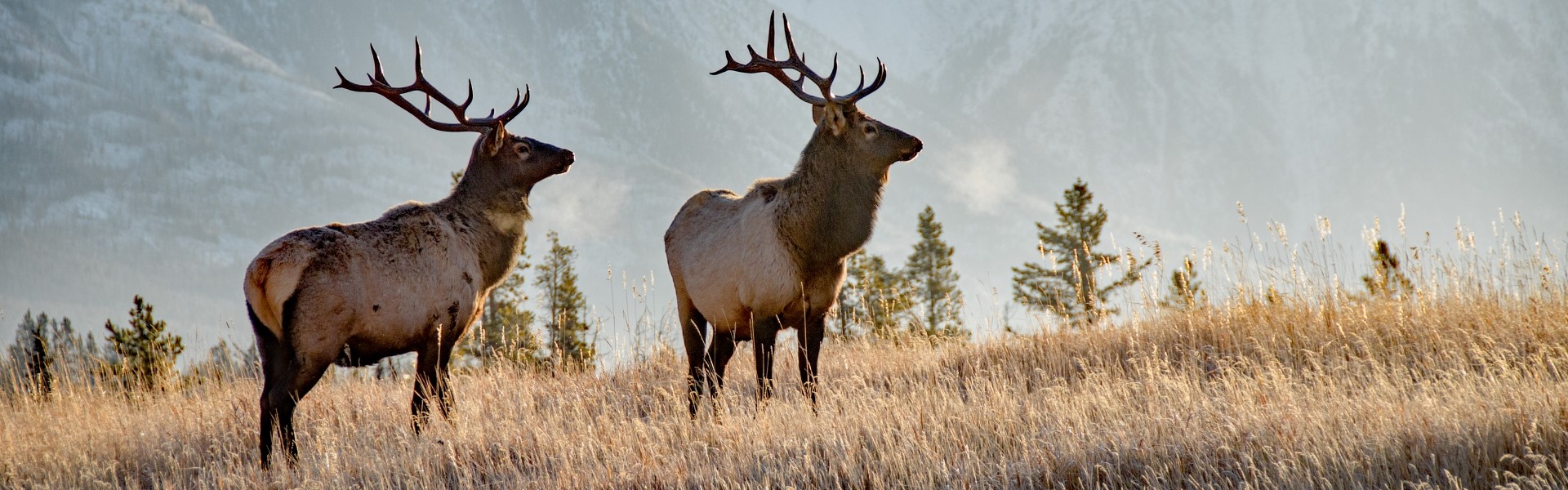 deux cerfs dans le parc national banff en alberta canada