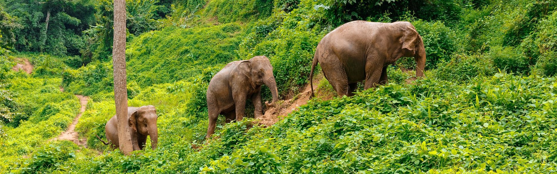 trois éléphants dans la jungle de chiang mai au nord de la thaïlande