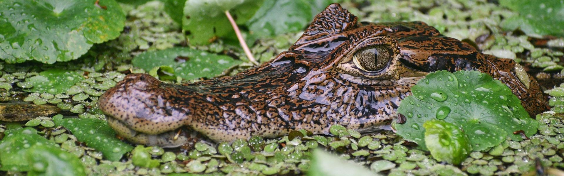 caiman parc national de tortuguero