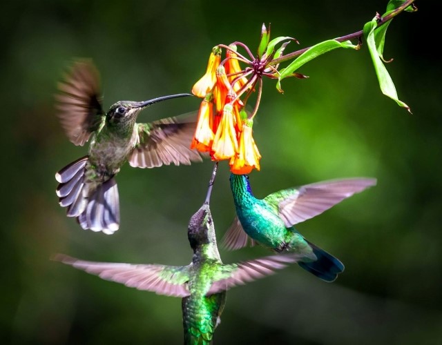 colibris qui butinent monteverde
