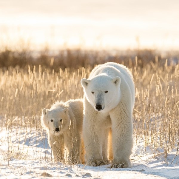 circuit la quête de l'ours blanc