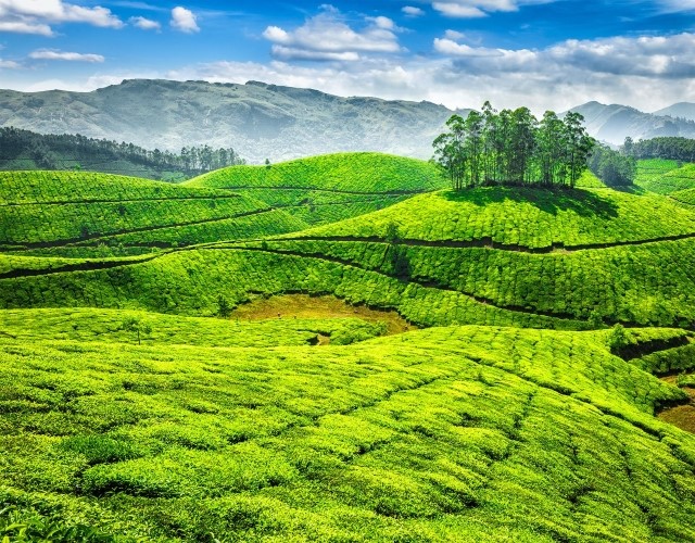 randonnée dans les plantations de thé de Munnar au kerala