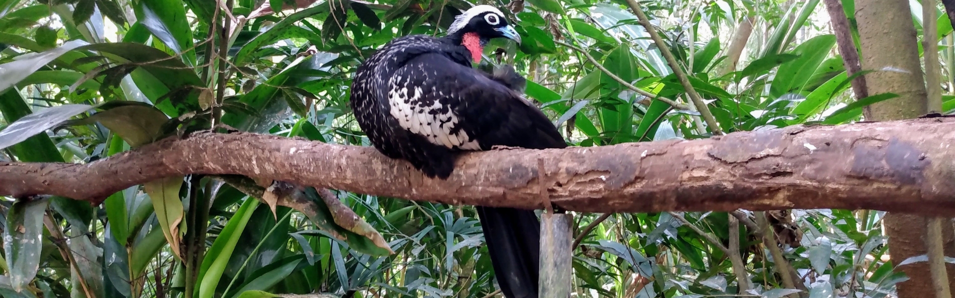 oiseau exotique posé sur une branche dans la forêt tropicale aux abords des chutes d'Iguazú