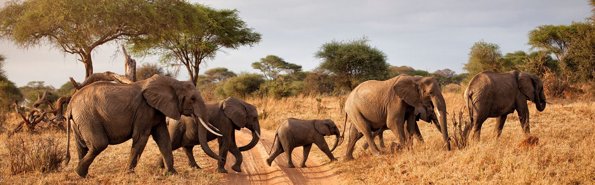troupeau d'éléphants dans le bush du parc national de tarangire nord de la tanzanie