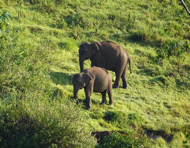 elephant et elephanteau dans le parc national de periyar au kerala en inde