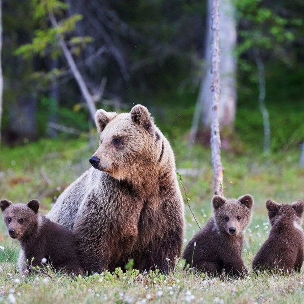 circuit l'île de vancouver en territoire animal