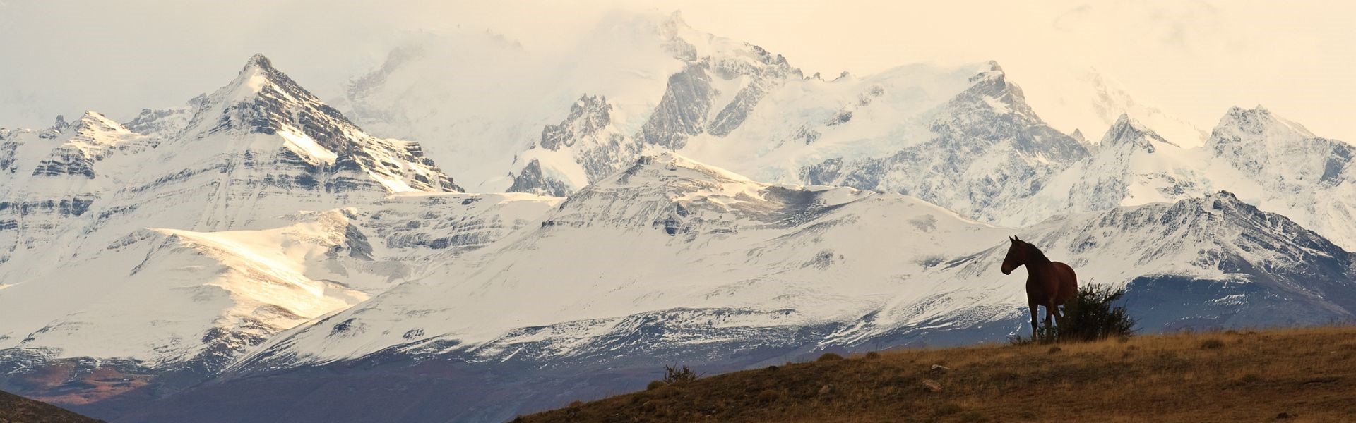 cheval dans les andes avec des montagnes enneigées en arrière-plan en patagonie argentine