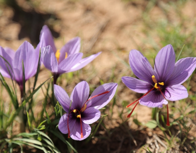 fleurs de safran dans une safranière non loin de marrakech au maroc